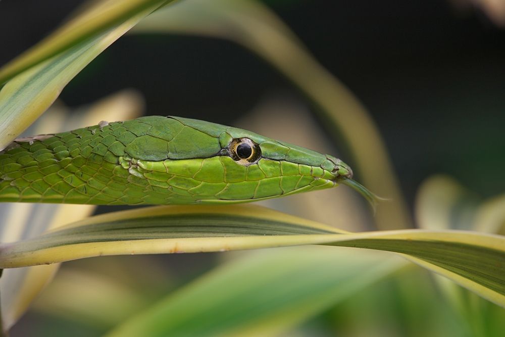 Green Vine Snake art print by Tim Fitzharris for $57.95 CAD