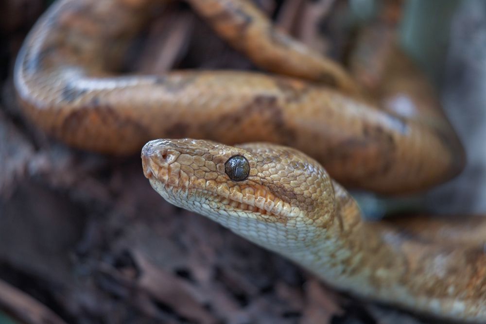 Tree boa snake art print by Tim Fitzharris for $57.95 CAD