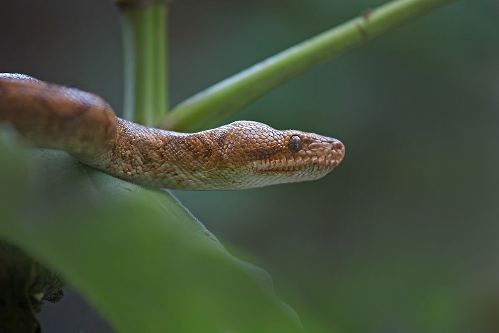 Tree boa snake art print by Tim Fitzharris for $57.95 CAD