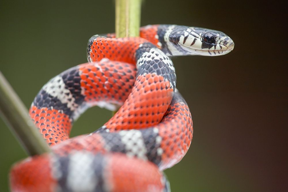 False coral snake art print by Tim Fitzharris for $57.95 CAD
