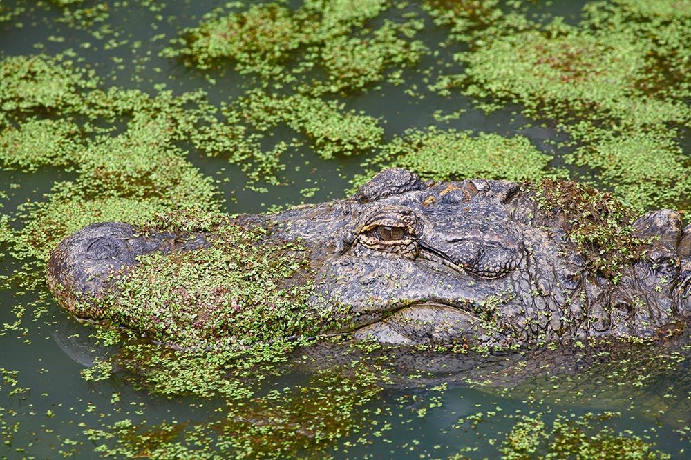 American alligator camouflaged among duckweed art print by Tim Fitzharris for $57.95 CAD