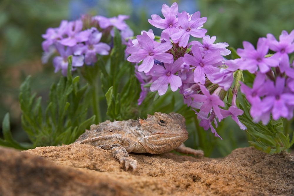 Horny toad lizard among prairie verbena art print by Tim Fitzharris for $57.95 CAD