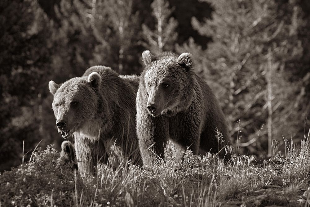 Grizzly bear cubs Sepia art print by Tim Fitzharris for $57.95 CAD