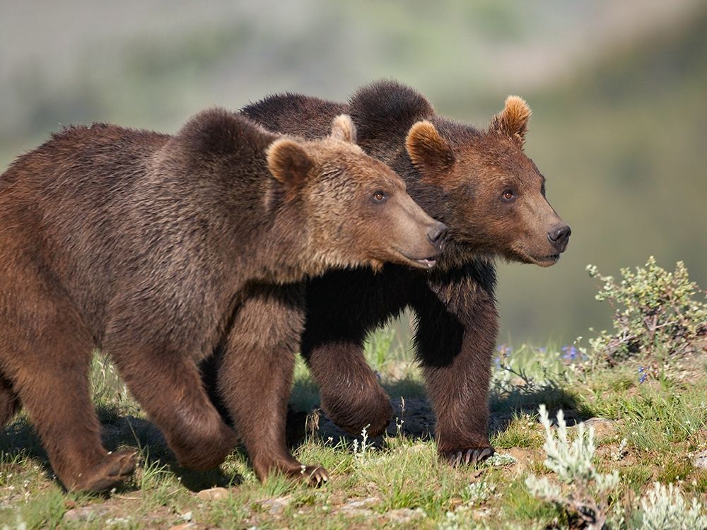 Grizzly bear cubs art print by Tim Fitzharris for $57.95 CAD