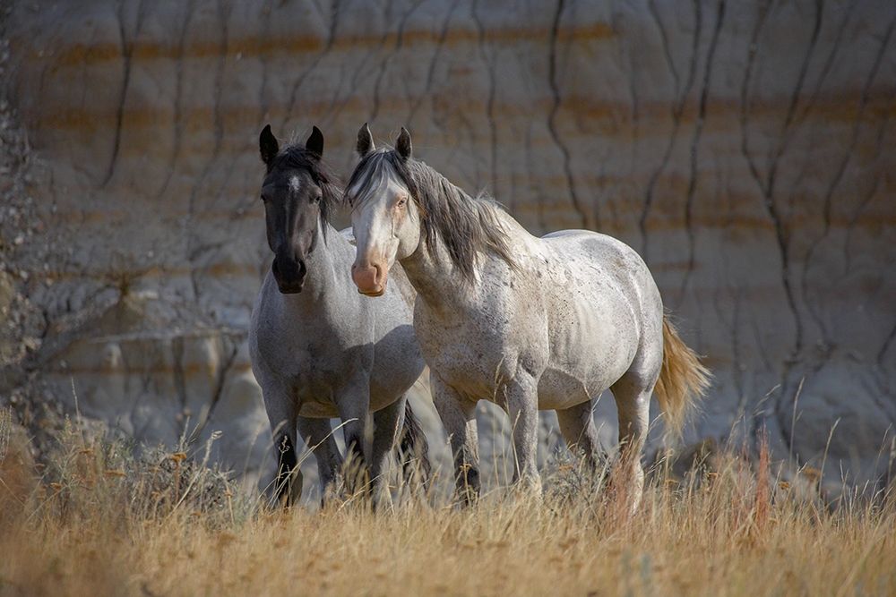 Wild horses Badlands Natl Park SD art print by Tim Fitzharris for $57.95 CAD
