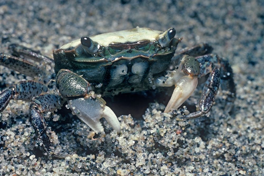 Sand crab art print by Tim Fitzharris for $57.95 CAD