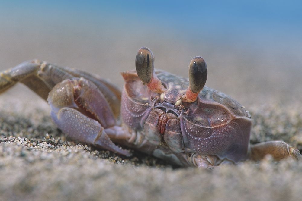 Crab art print by Tim Fitzharris for $57.95 CAD
