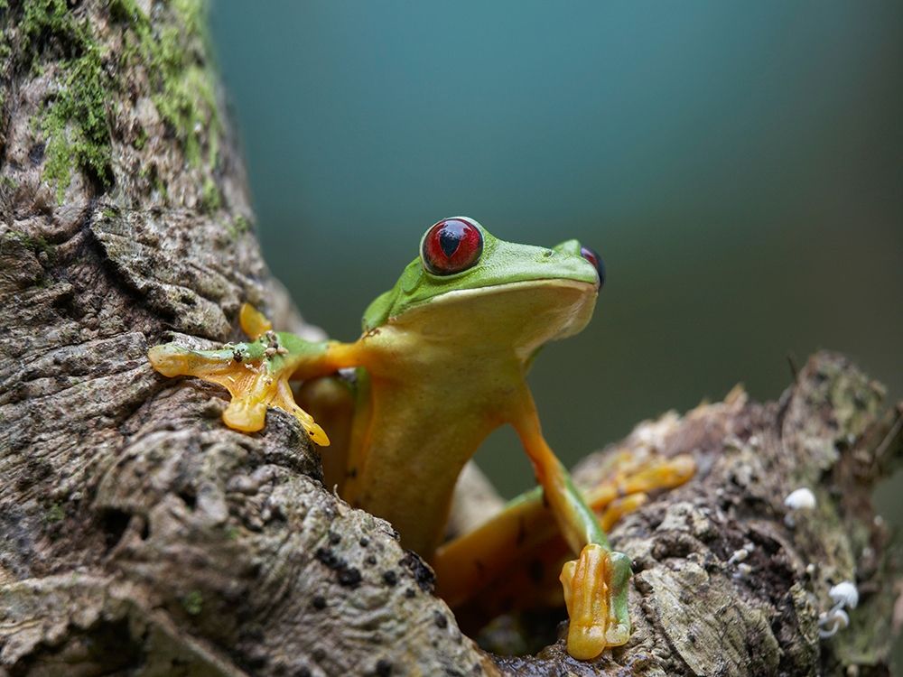 Gliding leaf frog art print by Tim Fitzharris for $57.95 CAD