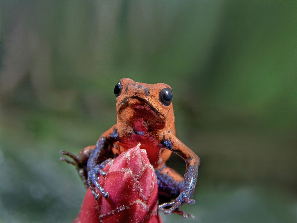 Blue jeans poison dart frog art print by Tim Fitzharris for $57.95 CAD