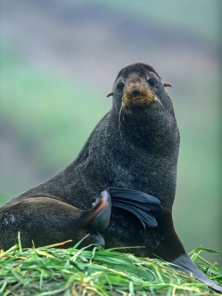 Northern Fur Seal art print by Tim Fitzharris for $57.95 CAD