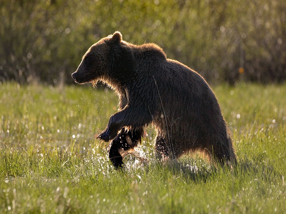 Grizzly bear art print by Tim Fitzharris for $57.95 CAD