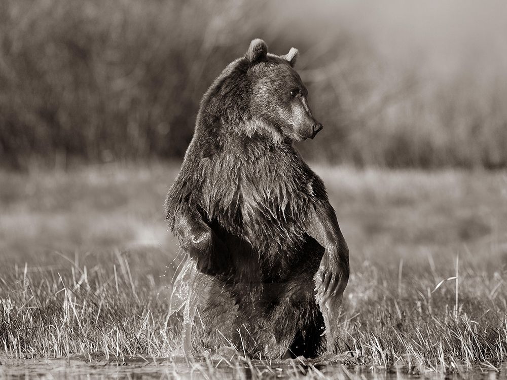 Grizzly bear Sepia art print by Tim Fitzharris for $57.95 CAD