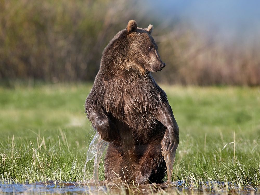 Grizzly bear art print by Tim Fitzharris for $57.95 CAD