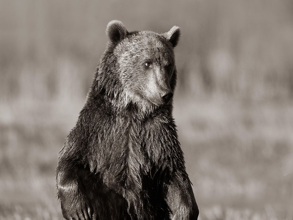 Grizzly bear Sepia art print by Tim Fitzharris for $57.95 CAD