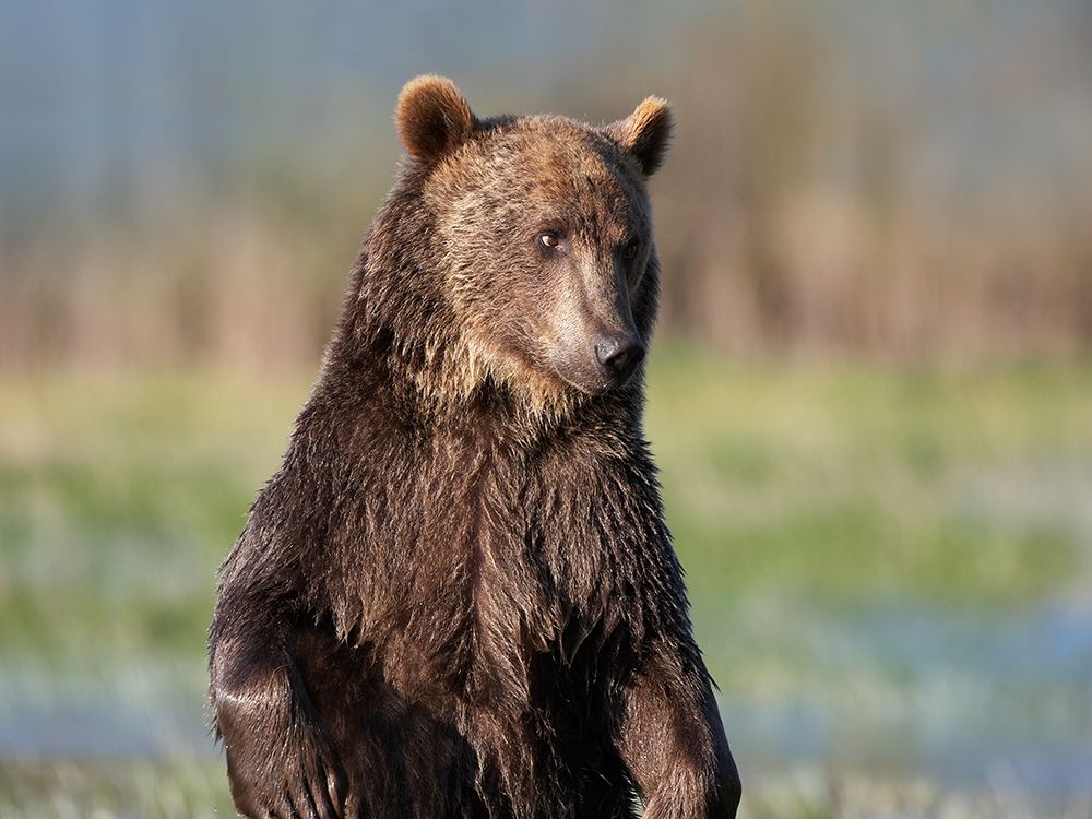 Grizzly bear art print by Tim Fitzharris for $57.95 CAD