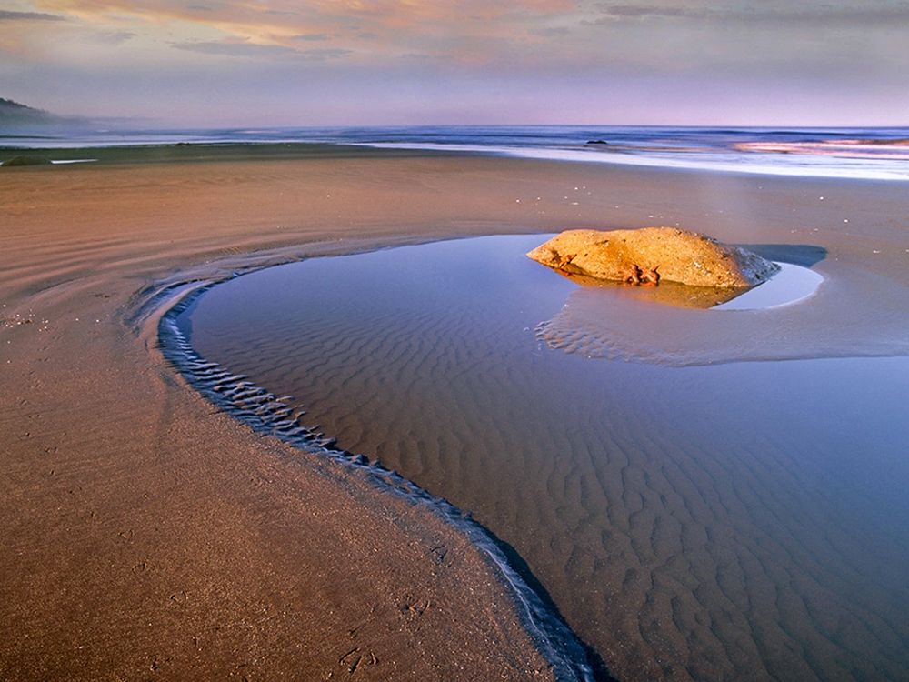 Seastars on rock Beach Six Olympic Natl Park WA art print by Tim Fitzharris for $57.95 CAD