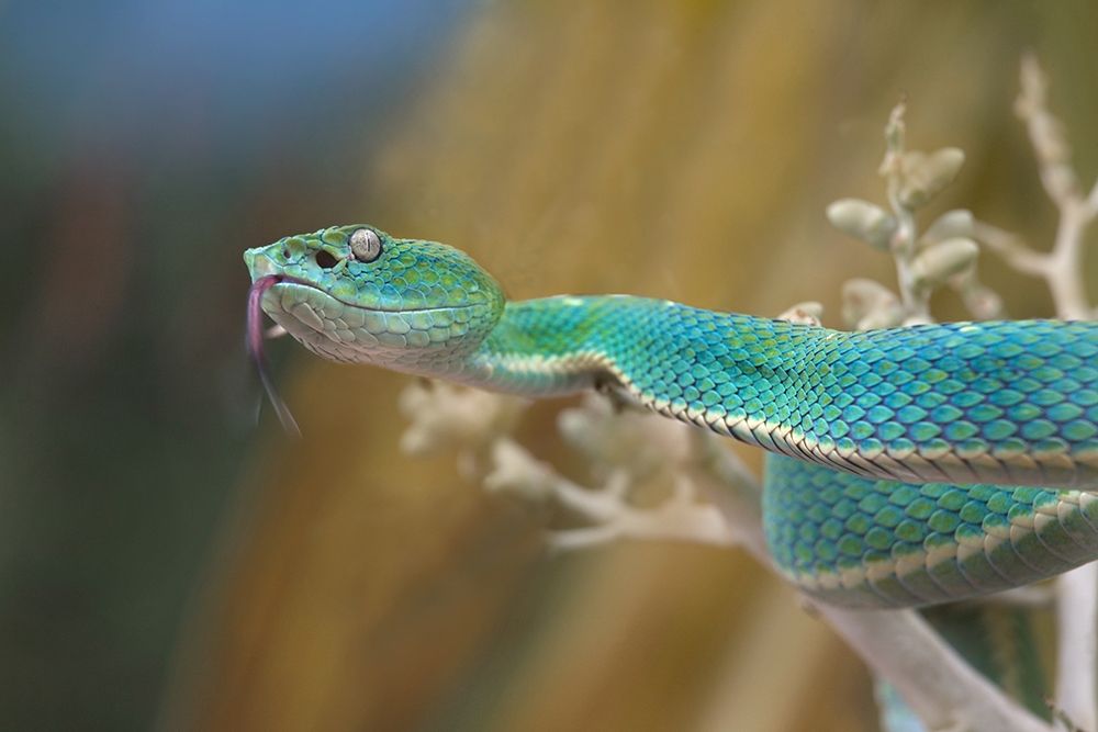 Side-striped palm pit viper snake art print by Tim Fitzharris for $57.95 CAD