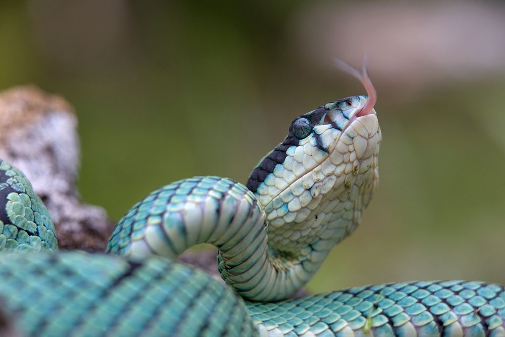 Green pit viper snake art print by Tim Fitzharris for $57.95 CAD