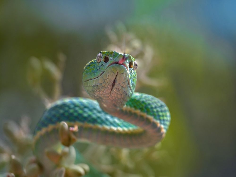Side-striped palm pit viper snake art print by Tim Fitzharris for $57.95 CAD