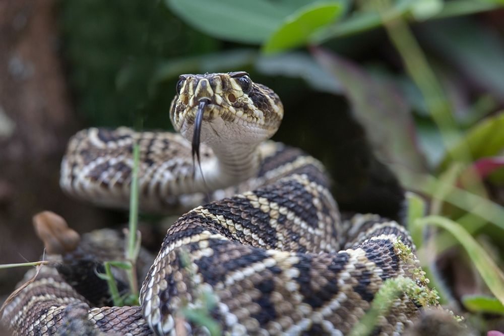 Eastern diamondback rattlesnake baby art print by Tim Fitzharris for $57.95 CAD