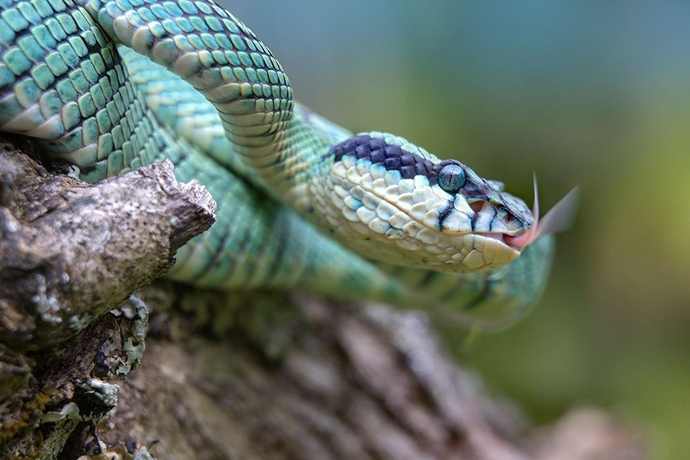 Green pit viper snake art print by Tim Fitzharris for $57.95 CAD
