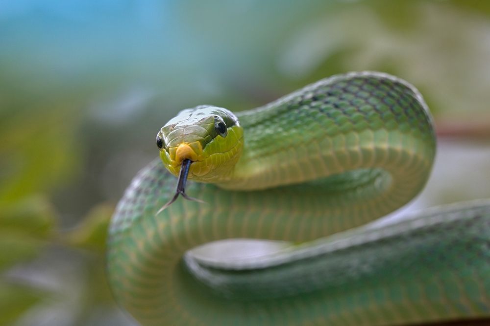 Red-tailed green rat snake art print by Tim Fitzharris for $57.95 CAD