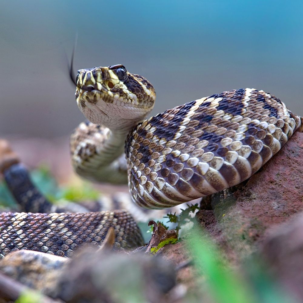 Eastern diamondback rattlesnake baby art print by Tim Fitzharris for $57.95 CAD