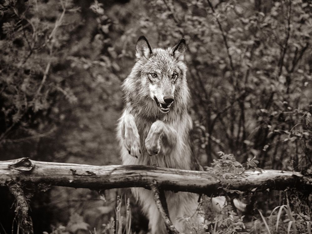 Gray wolf Sepia art print by Tim Fitzharris for $57.95 CAD