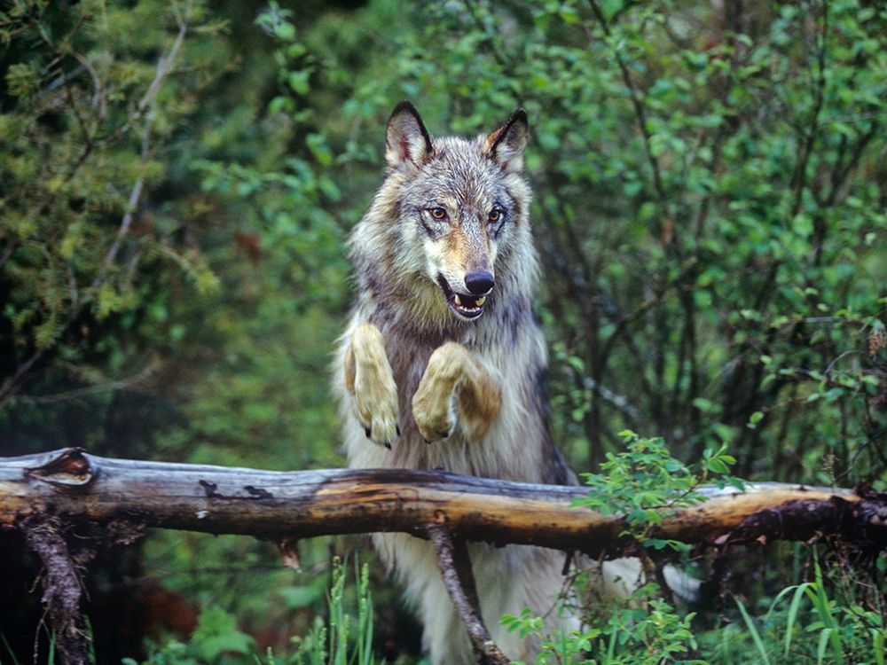 Gray wolf art print by Tim Fitzharris for $57.95 CAD