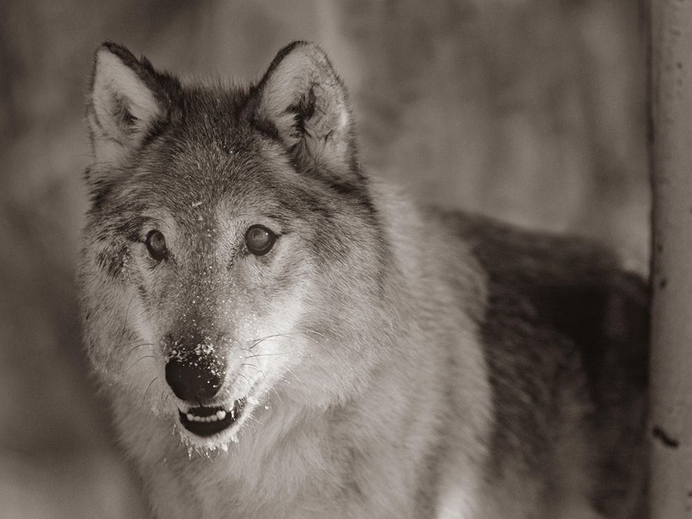 Gray wolf Sepia art print by Tim Fitzharris for $57.95 CAD