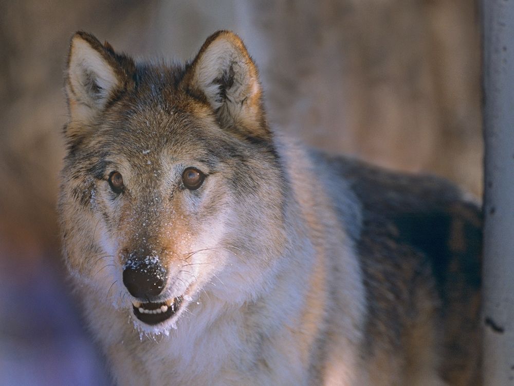 Gray wolf art print by Tim Fitzharris for $57.95 CAD