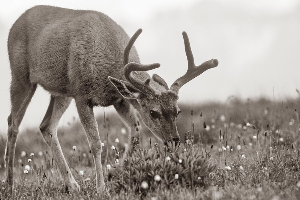 Mule eating lupines Sepia art print by Tim Fitzharris for $57.95 CAD