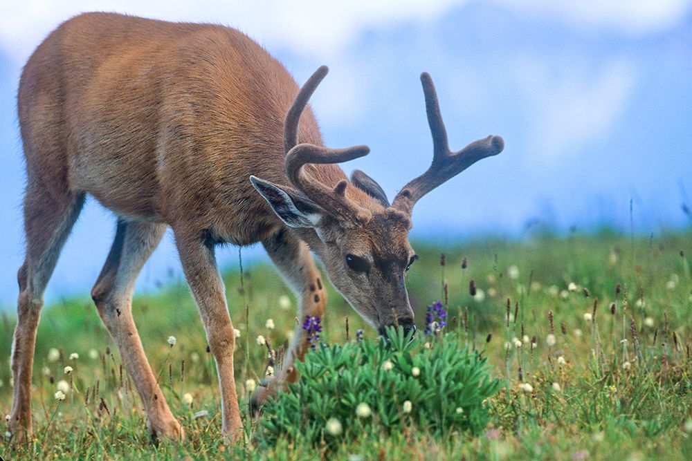 Mule eating lupines art print by Tim Fitzharris for $57.95 CAD
