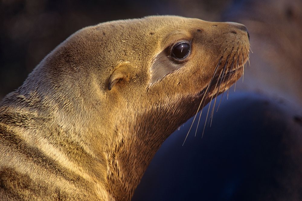 Northern Sea Lion art print by Tim Fitzharris for $57.95 CAD