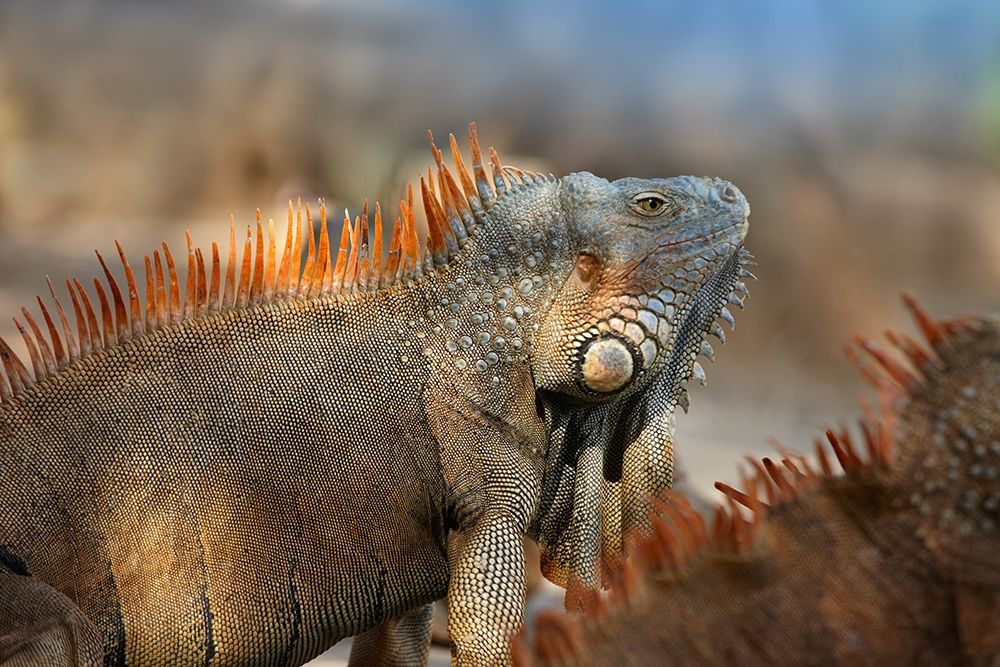 Green iguana art print by Tim Fitzharris for $57.95 CAD