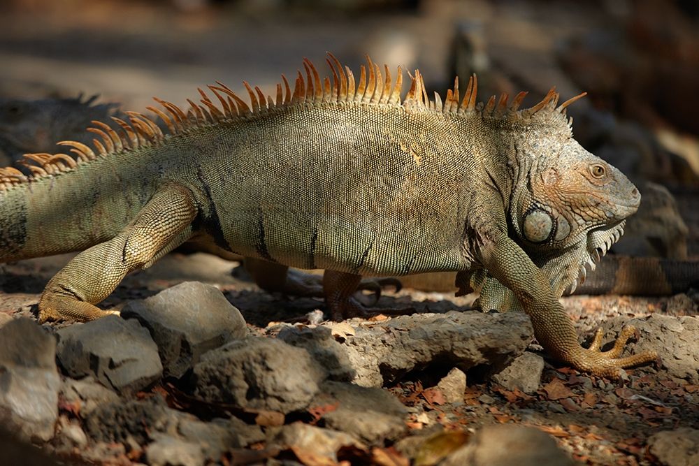 Iguana art print by Tim Fitzharris for $57.95 CAD