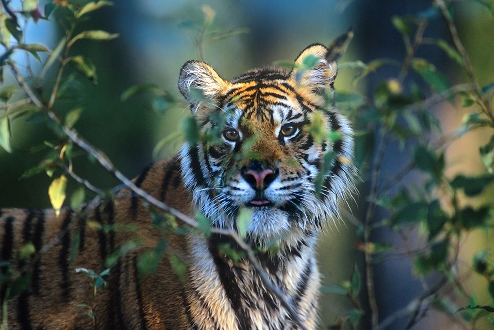 Siberian tiger art print by Tim Fitzharris for $57.95 CAD