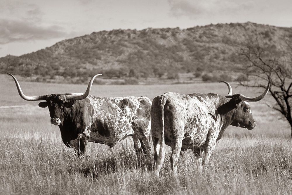Longhorn cattle Sepia art print by Tim Fitzharris for $57.95 CAD