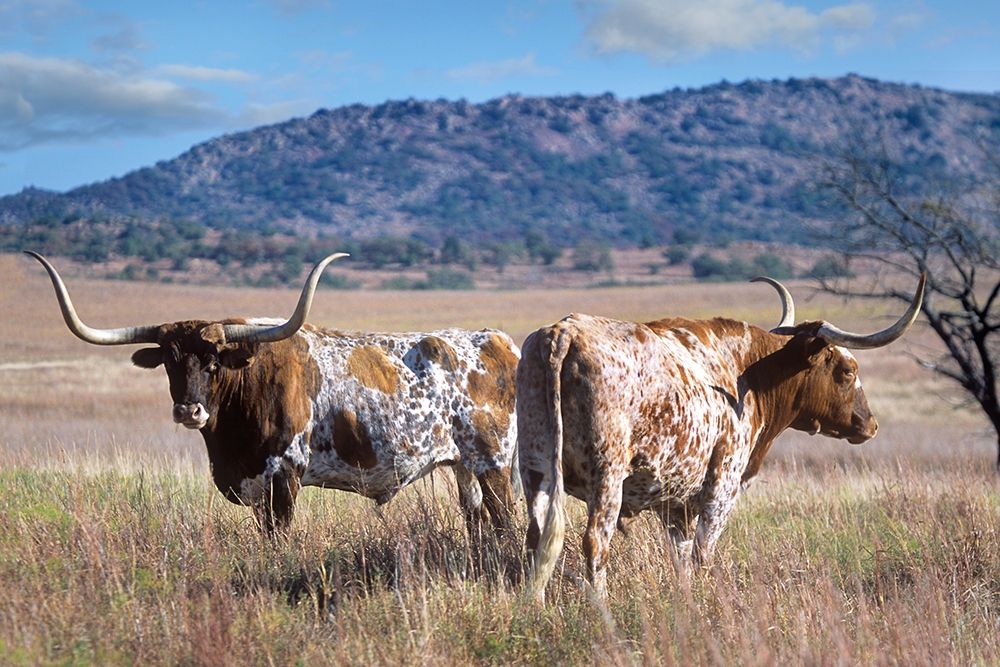 Longhorn cattle art print by Tim Fitzharris for $57.95 CAD