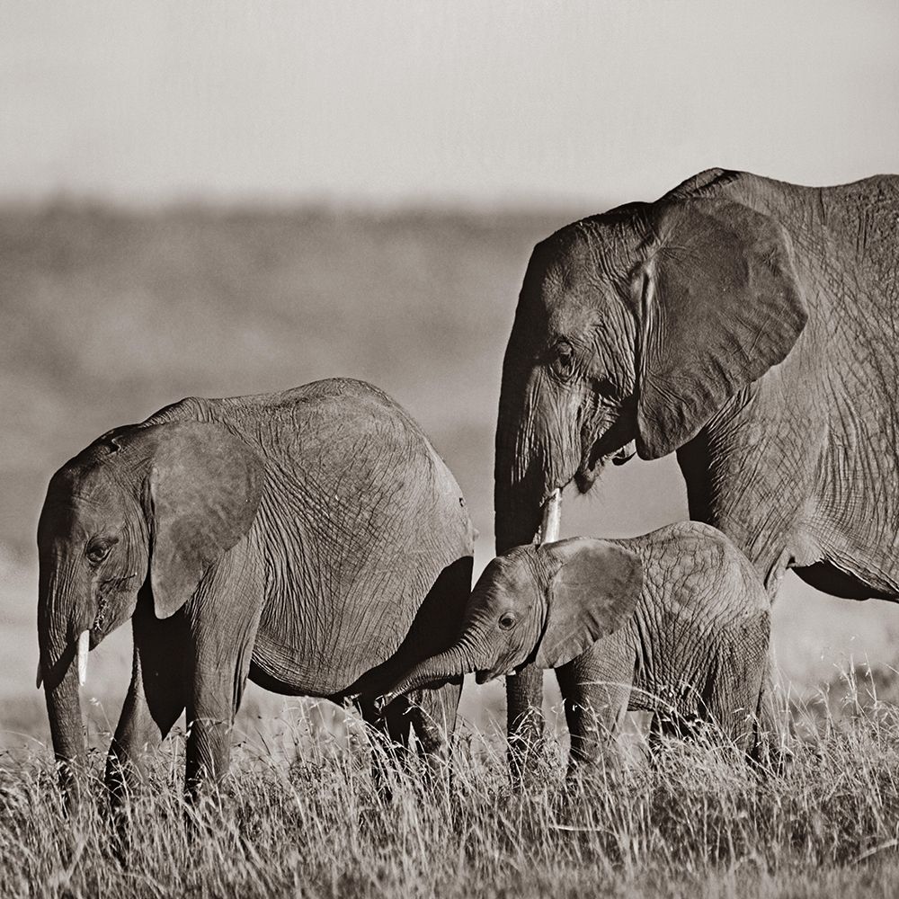 African elephants-Masai National Reserve-Kenya Sepia art print by Tim Fitzharris for $57.95 CAD