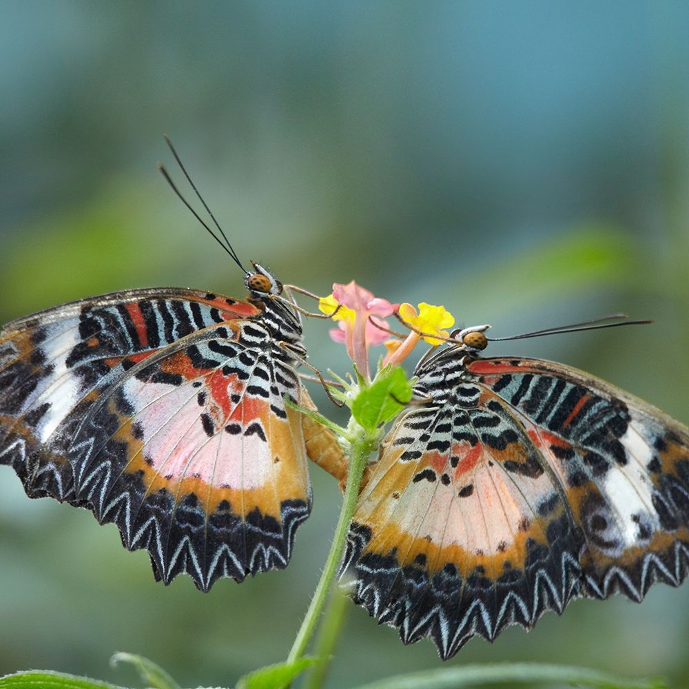 Cethosia luzonica butterflies mating art print by Tim Fitzharris for $57.95 CAD