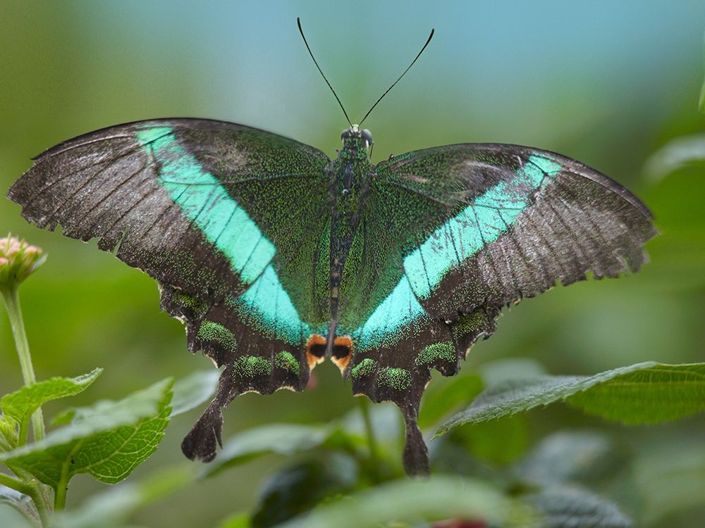 Local Queen butterfly-Papilio daedalus art print by Tim Fitzharris for $57.95 CAD