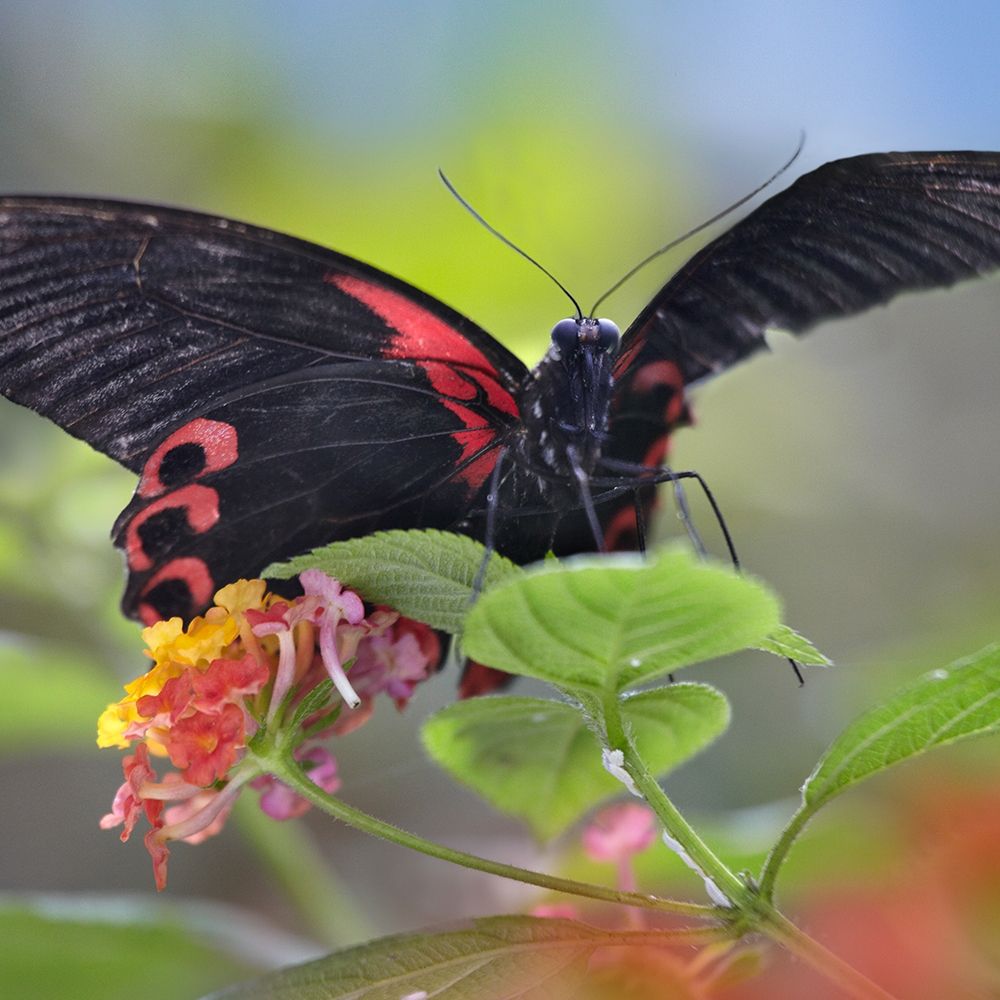 Buongon sailor butterfly-Papilio rumanzobia art print by Tim Fitzharris for $57.95 CAD