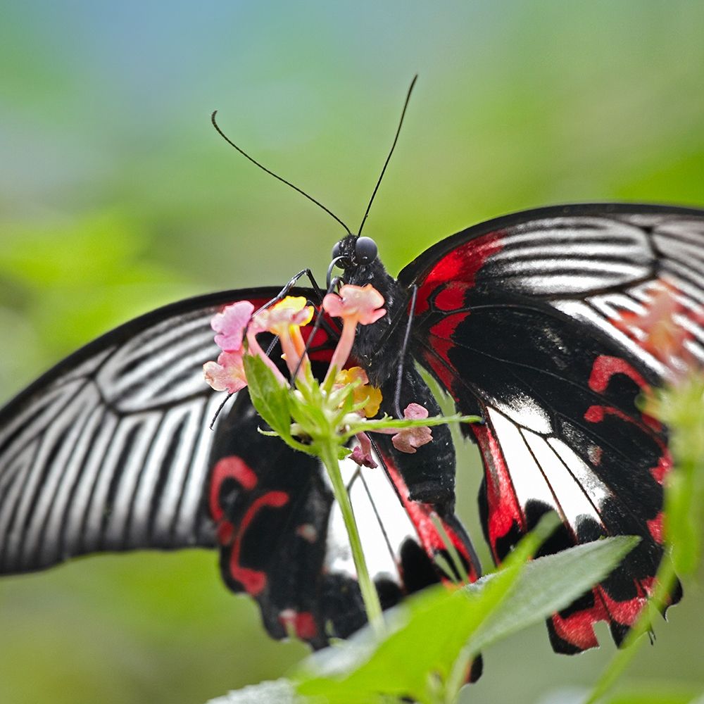 Citrus swallowtail butterfly-Papilio alphenor art print by Tim Fitzharris for $57.95 CAD