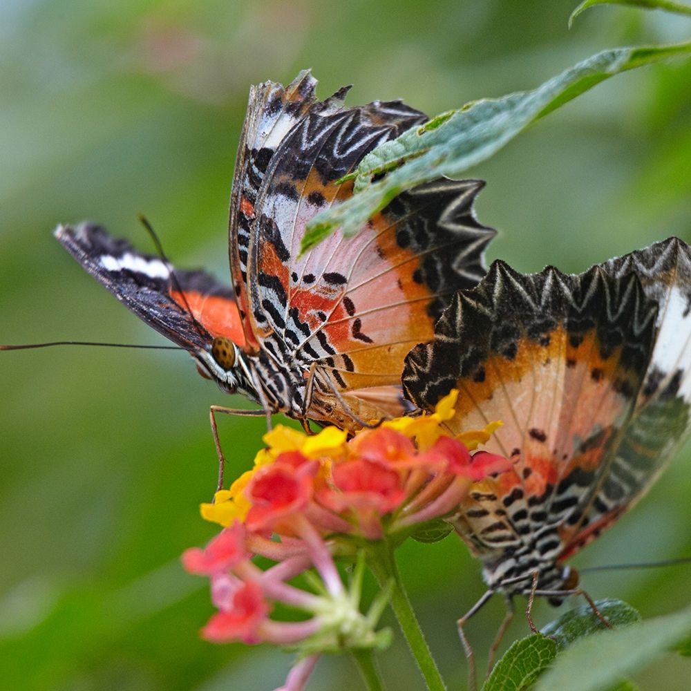 Cethosia luzonica butterflies art print by Tim Fitzharris for $57.95 CAD
