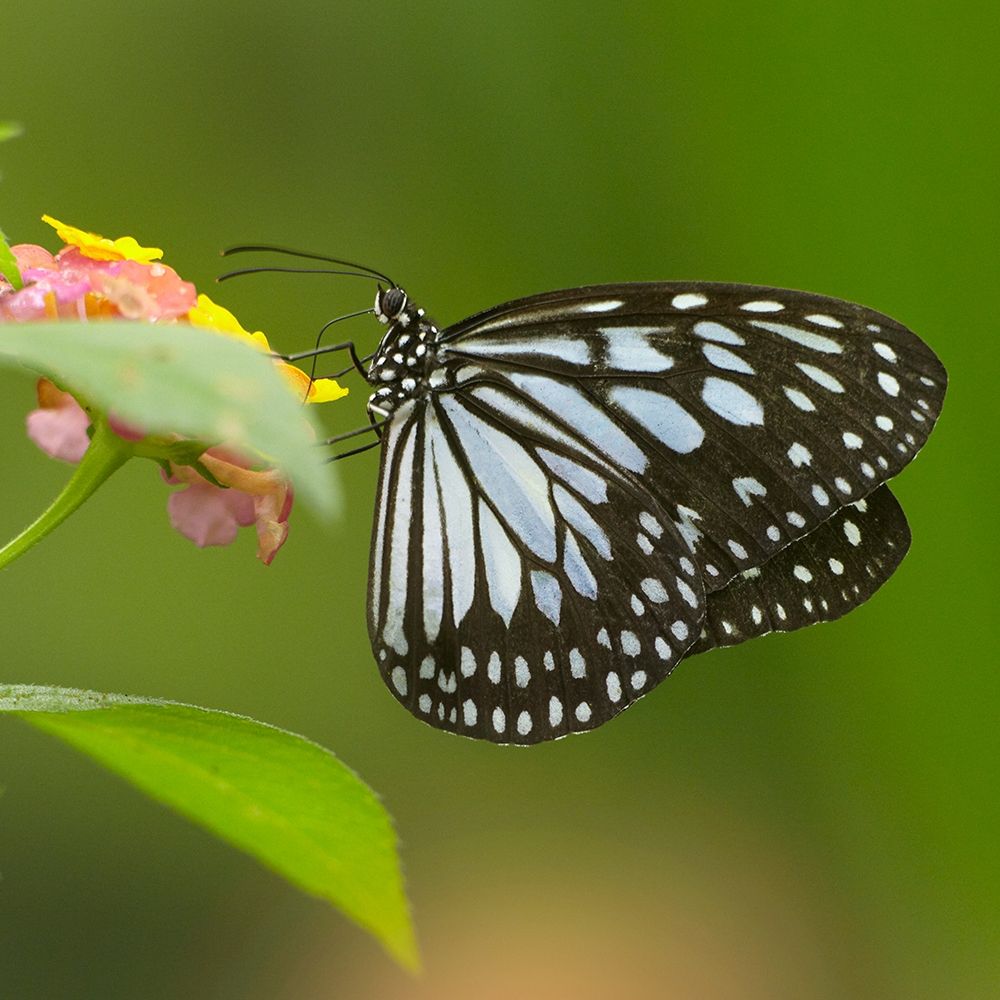 White tree nymph butterfly-ideopsis juventa art print by Tim Fitzharris for $57.95 CAD