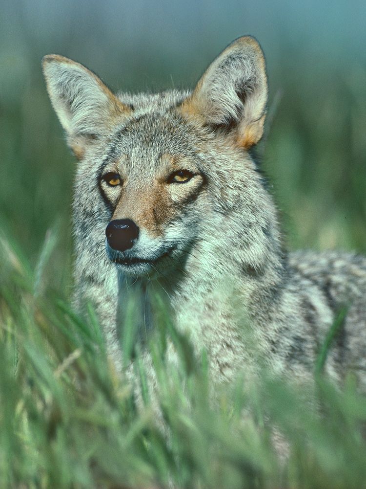 Coyote Grass art print by Tim Fitzharris for $57.95 CAD