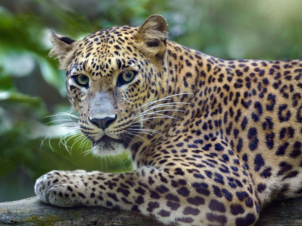 Leopard art print by Tim Fitzharris for $57.95 CAD