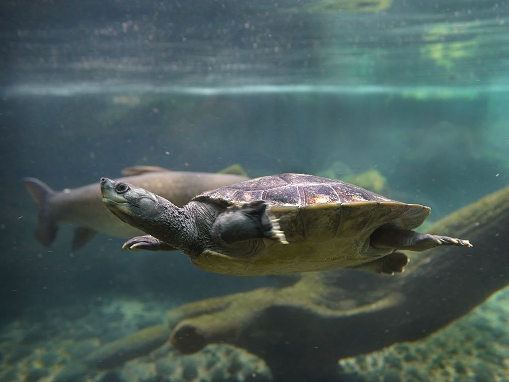 Malaysian pond turtle art print by Tim Fitzharris for $57.95 CAD
