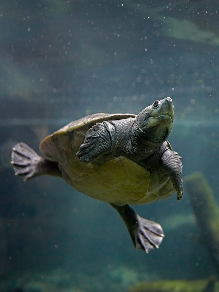 Malaysian pond turtle art print by Tim Fitzharris for $57.95 CAD